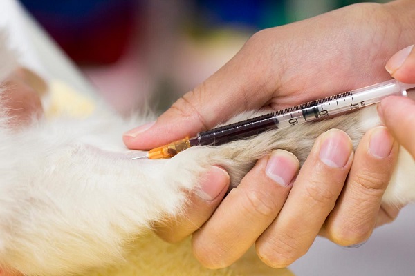 VACCINATION CENTRE FOR DOG AND CAT